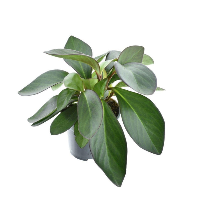 Margine Rosso Peperomia