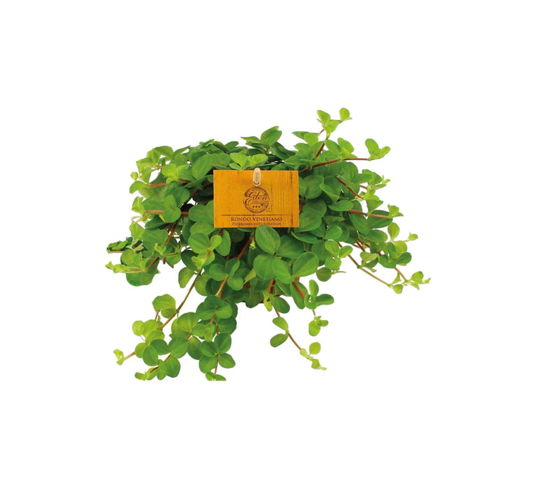 Peperomia Rotundifolia