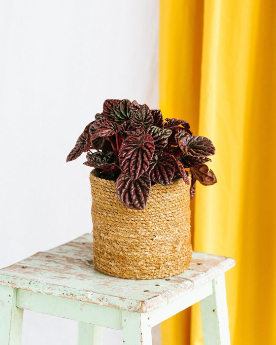 Peperomia Caperata Rossa Luna