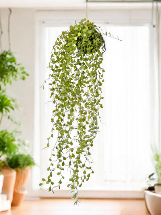 Peperomia - Pianta Artificiale Che Cade