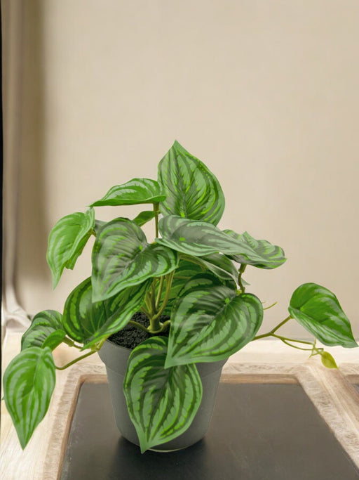 Anguria Peperomia - Pianta Verde Artificiale
