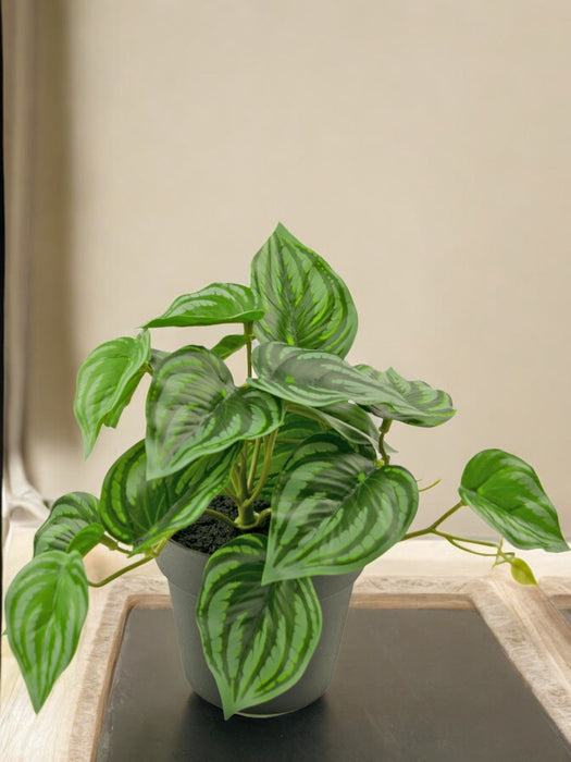 Anguria Peperomia - Pianta Verde Artificiale