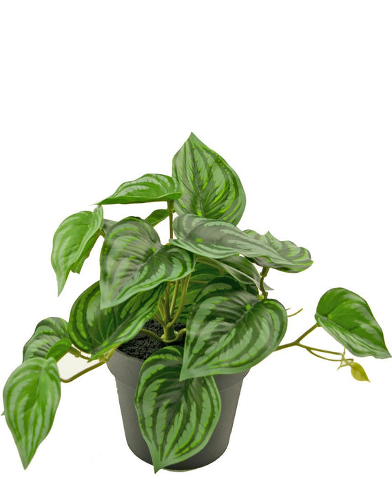 Anguria Peperomia - Pianta Verde Artificiale