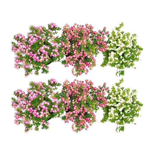Pernettya Mucronata – Set Di 6