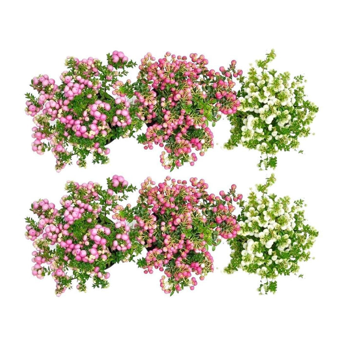 Pernettya Mucronata – Set Di 6