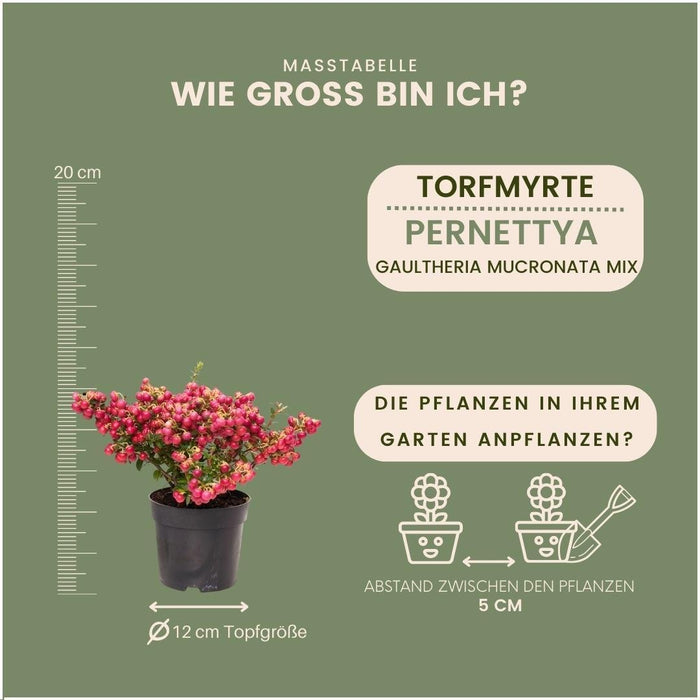 Pernettya Mucronata – Set Di 6