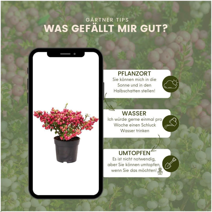 Pernettya Mucronata – Set Di 6