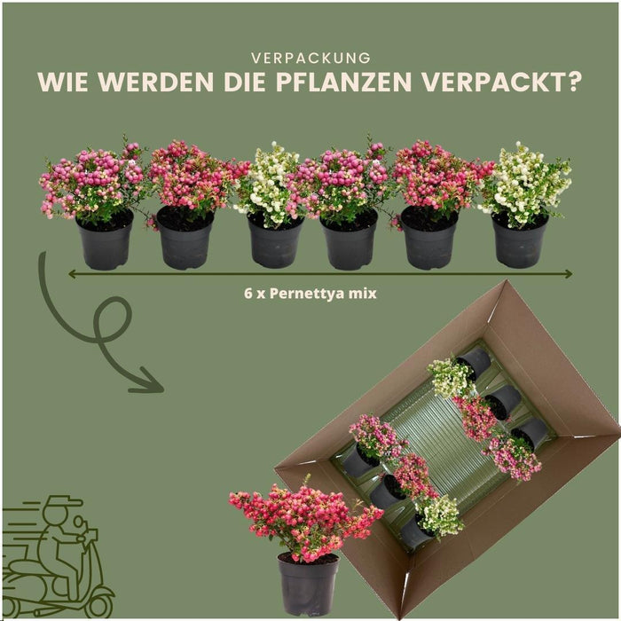 Pernettya Mucronata – Set Di 6