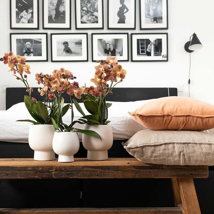 Phalaenopsis Amabilis Multiflora In Vaso Scandic White