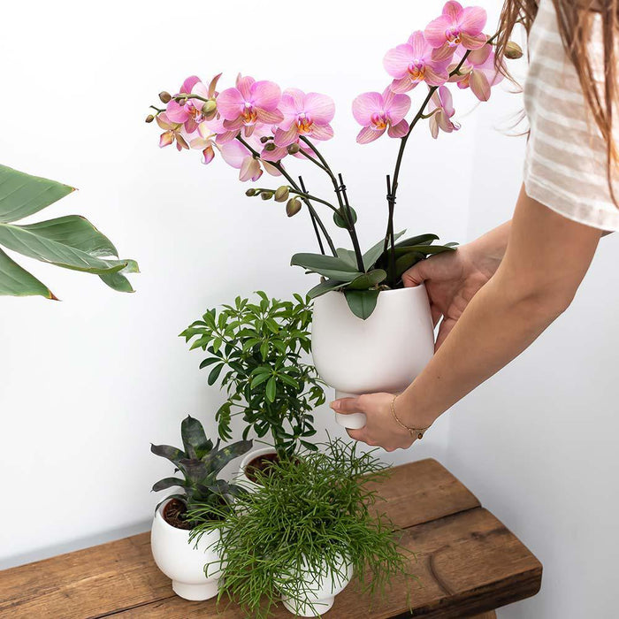 Phalaenopsis Amabilis Multiflora In Vaso Scandic White