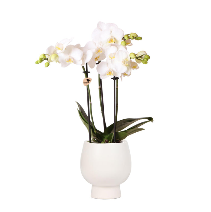 Phalaenopsis Amabilis Multiflora In Vaso Scandic White