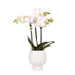 Phalaenopsis Amabilis Multiflora In Vaso Scandic White