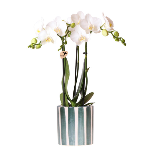 Phalaenopsis 'Amabilis' Bianco + Vaso Striato Verniciato