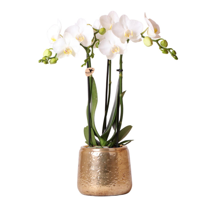 Phalaenopsis Amabilis In Lussuoso Vaso D'oro