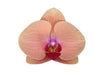 Sogno Caraibico Della Phalaenopsis