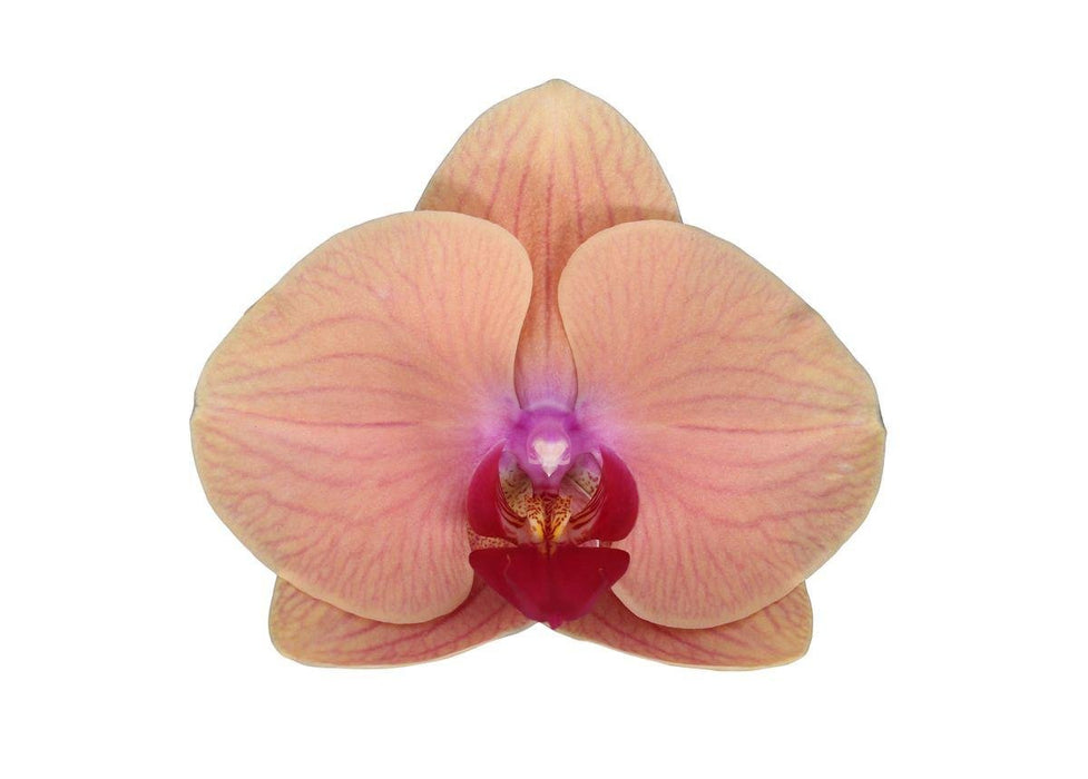 Sogno Caraibico Della Phalaenopsis