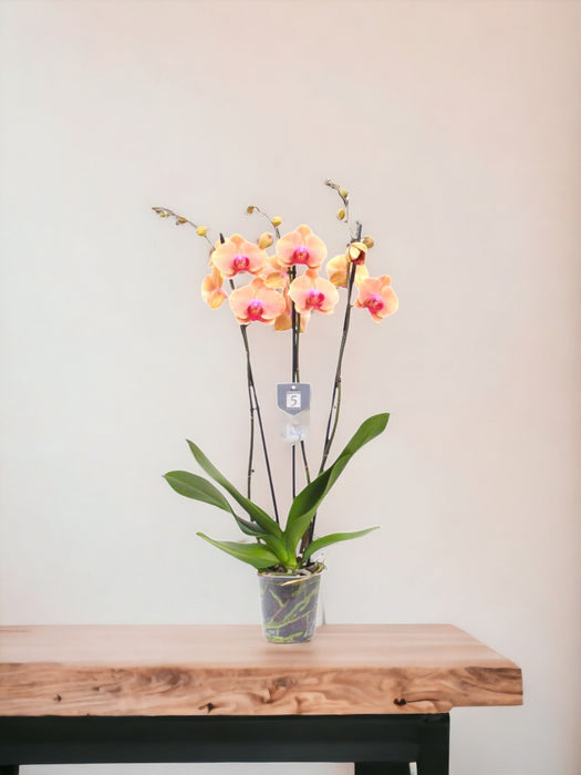 Sogno Caraibico Della Phalaenopsis