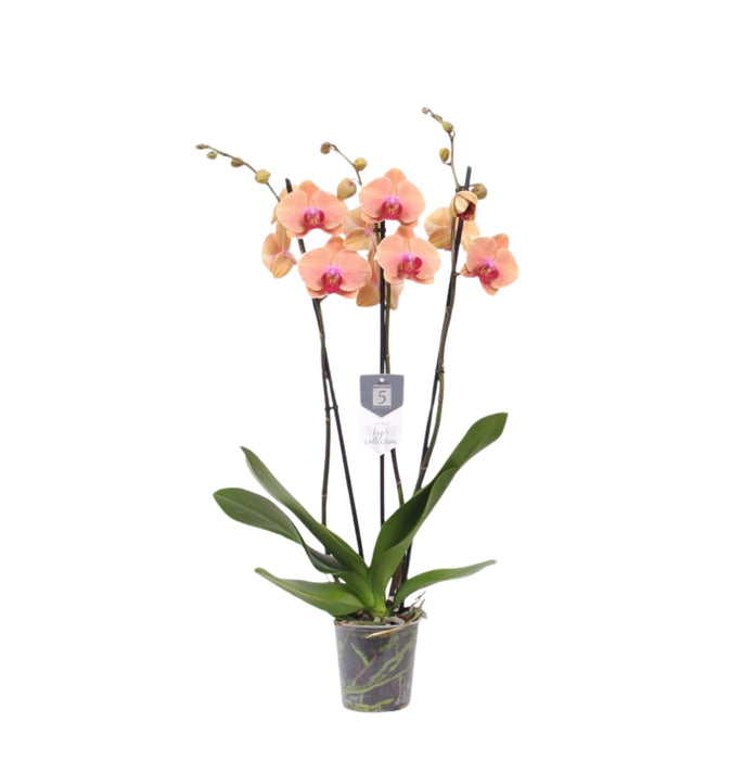 Sogno Caraibico Della Phalaenopsis