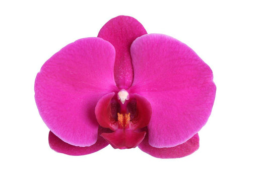 Orchidea Phalaenopsis Joyride