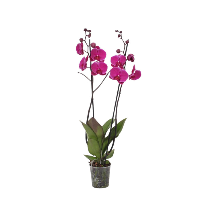 Orchidea Phalaenopsis Joyride