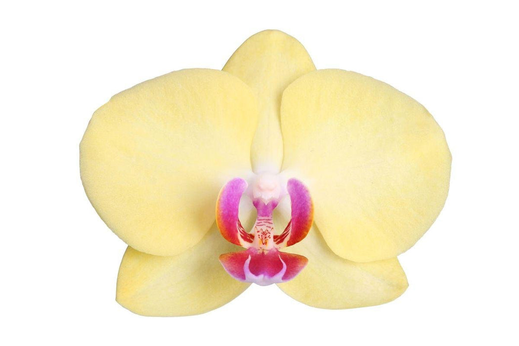 Phalaenopsis Lime Light - Orchidea Limone
