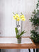 Phalaenopsis Lime Light - Orchidea Limone