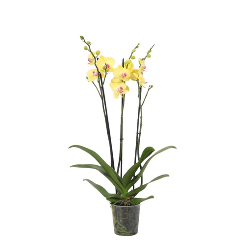 Phalaenopsis Lime Light - Orchidea Limone