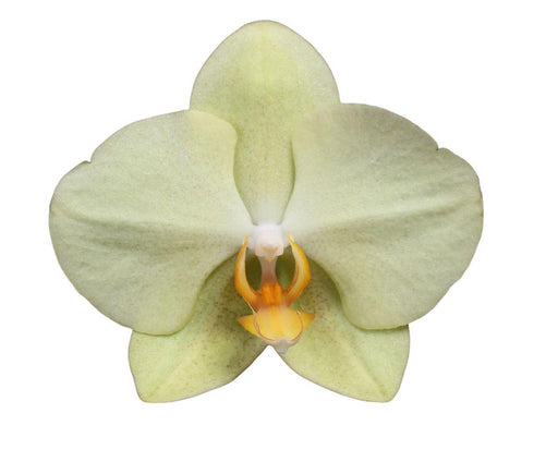 Orchidea Phalaenopsis Volterra Giallo Pastello