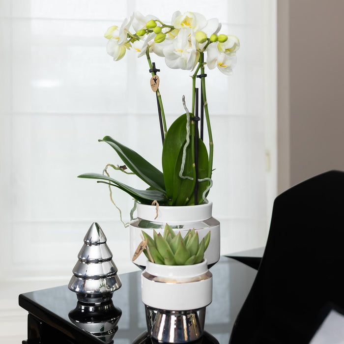 Phalaenopsis Amabilis Con Vaso D'Argento Le Chic