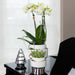Phalaenopsis Amabilis Con Vaso D'Argento Le Chic