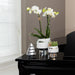 Phalaenopsis Amabilis Con Vaso D'Argento Le Chic