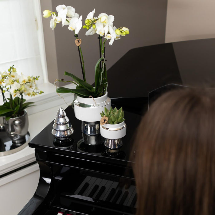 Phalaenopsis Amabilis Con Vaso D'Argento Le Chic