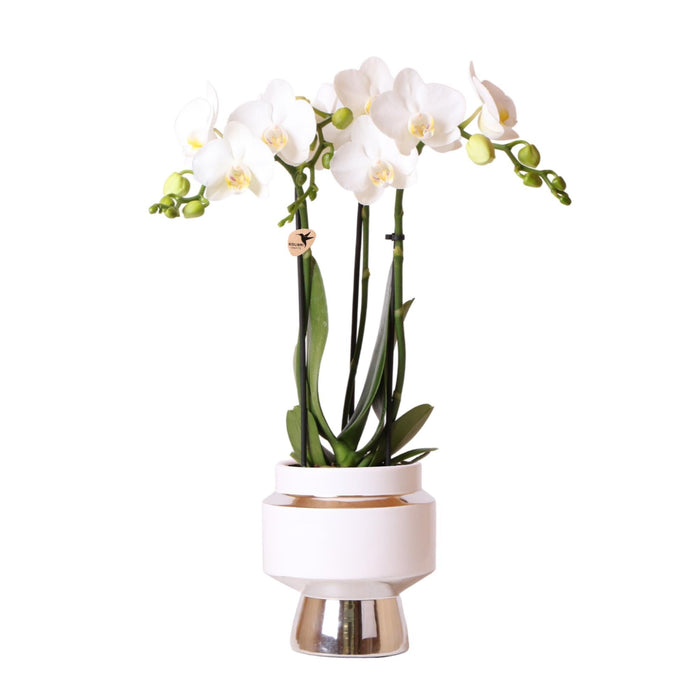 Phalaenopsis Amabilis Con Vaso D'Argento Le Chic