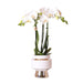Phalaenopsis Amabilis Con Vaso D'Argento Le Chic