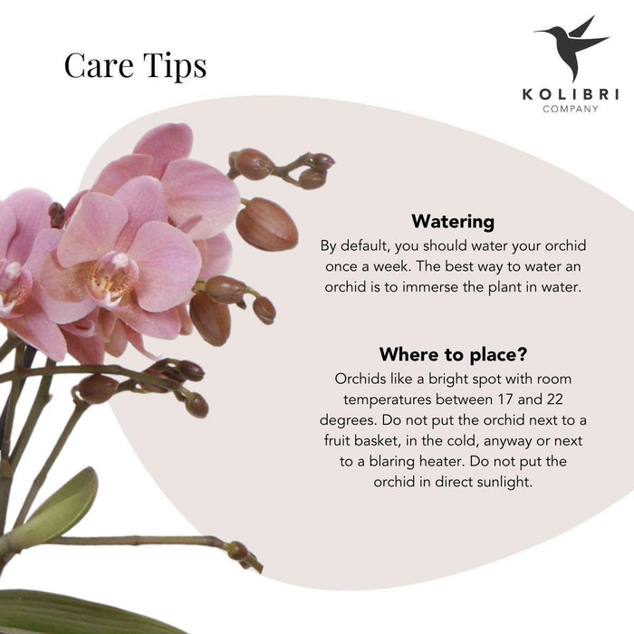 Phalaenopsis Rosa Di Treviso In Vaso Groove Gold