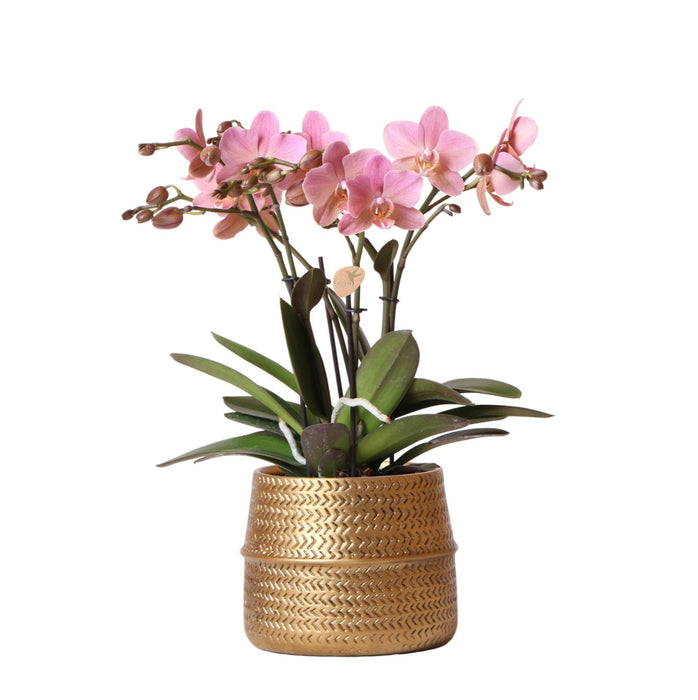 Phalaenopsis Rosa Di Treviso In Vaso Groove Gold