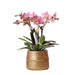 Phalaenopsis Rosa Di Treviso In Vaso Groove Gold