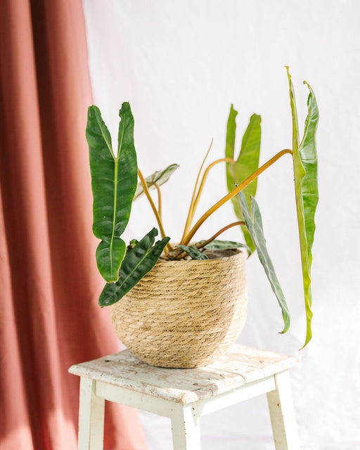 Filodendro Billetiae