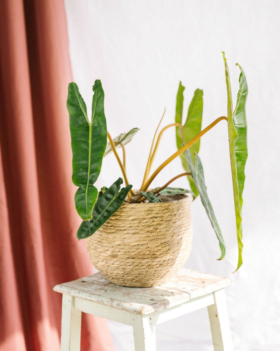 Filodendro Billetiae