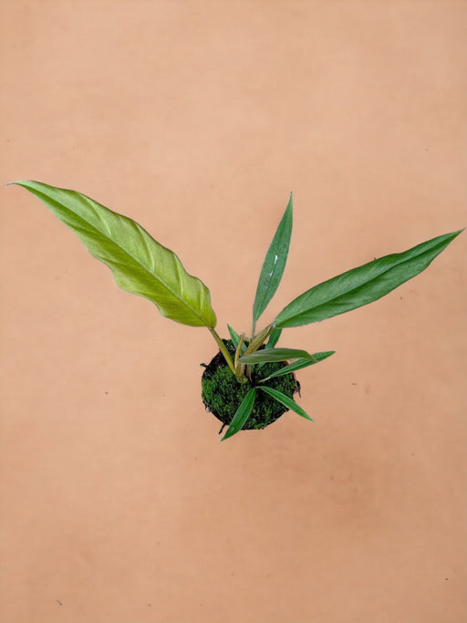 Filodendro Caramello Plutone