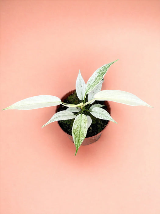 Fantasma Del Filodendro Della Florida