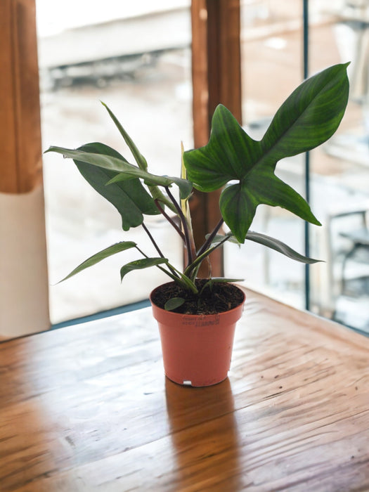 Filodendro Florida Verde