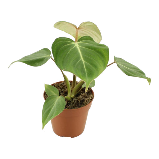 Filodendro Gloriosum