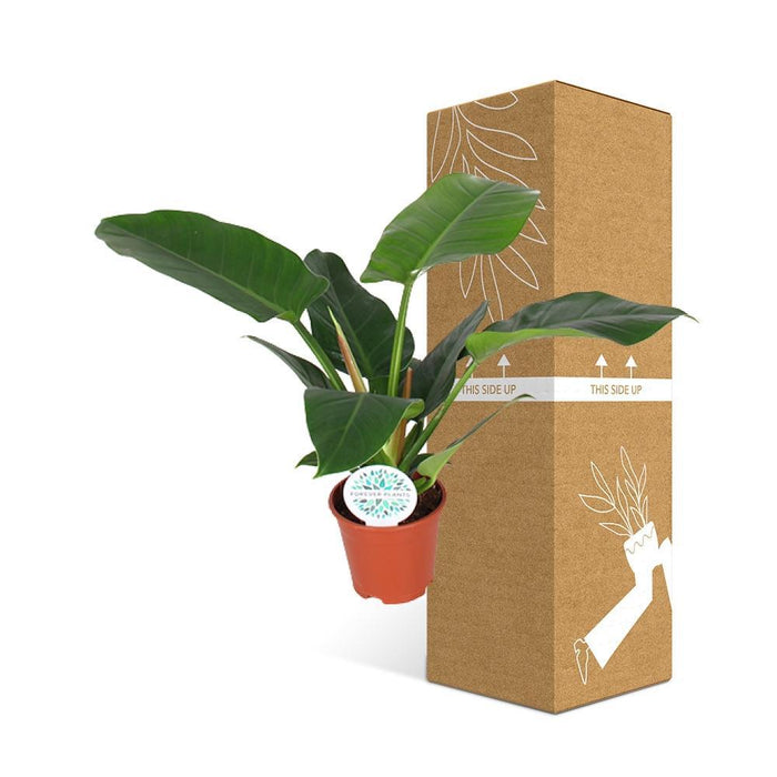 Filodendro Verde Imperiale