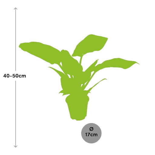 Filodendro Verde Imperiale