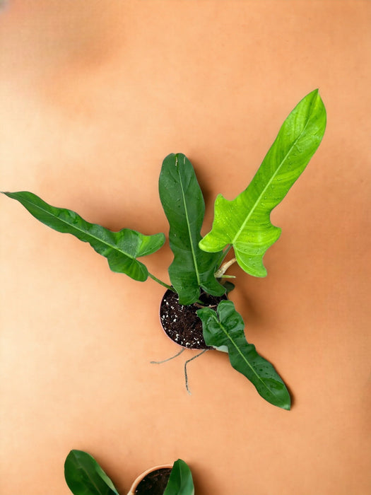 Filodendro Jerry Horne