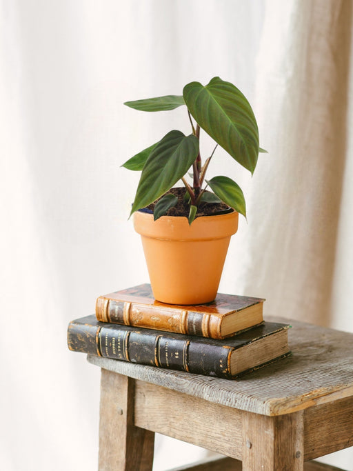 Filodendro Nangaritens