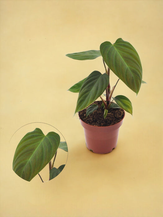 Filodendro Nangaritens