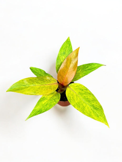 Marmellata Di Arance Filodendro