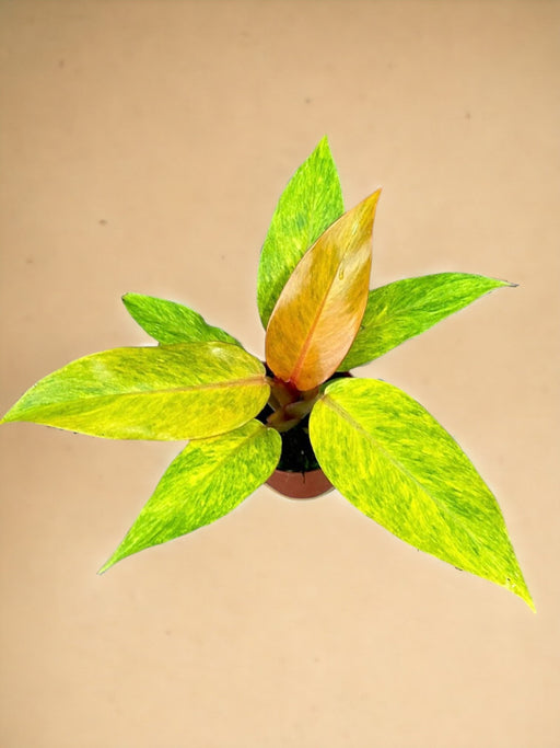 Marmellata Di Arance Filodendro